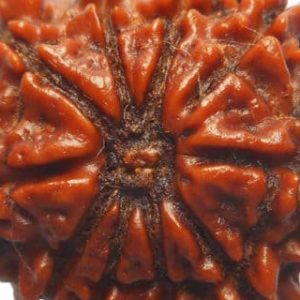 10 Mukhi Nepal Rudraksha Bead, Lab Certified & 100% Original