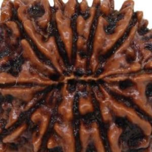 12 Mukhi Nepal Rudraksha Bead, Lab Certified & 100% Original