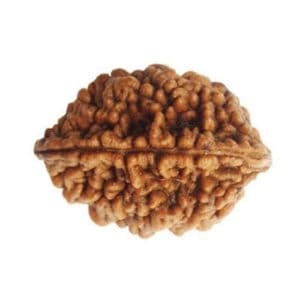 2 Mukhi Nepal Rudraksha Bead, Lab Certified & 100% Original