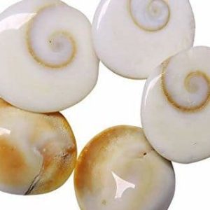 Gomti Chakra Original Medium
