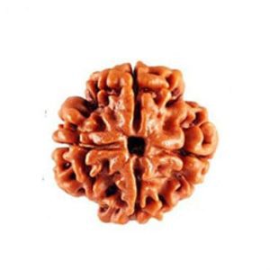 4 Mukhi Nepal Rudraksha Bead, Lab Certified And100% Original