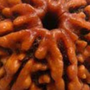 7 Mukhi Nepal Rudraksha Bead, Lab Certified And100% Original