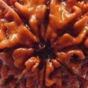 8 Mukhi Nepal Rudraksha Bead, Lab Certified & 100% Original