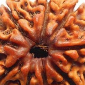 9 Mukhi Nepal Rudraksha Bead, Lab Certified & 100% Original