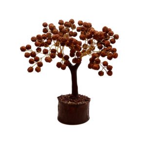 Rudraksha Tree 108B