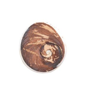 Buy Natural Gomti Chakra 4-5 cm at Low Price